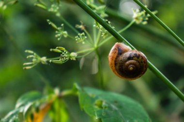 Yeşillik arka plan karşı yeşil çim bir sap üzerinde küçük bir kahverengi salyangoz.
