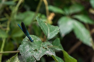 Mavi yusufçuk diğer yaprakların arka planda yeşil bir yaprak üzerinde oturur.