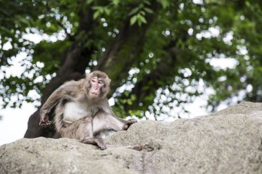 Vahşi Japon maymun Beppu, Japonya