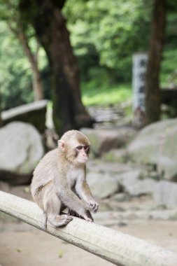 Bebek vahşi Japon maymun Beppu, Japonya