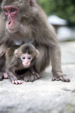 Anne ve bebek Japon maymun