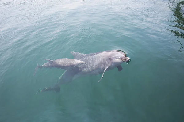 Mother and baby dolphins swimming side by side