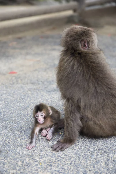 Ibu Dan Bayi Monyet Jepang — Stok Foto