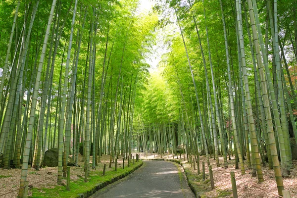 Bosque Bambú Parque Japonés — Foto de Stock