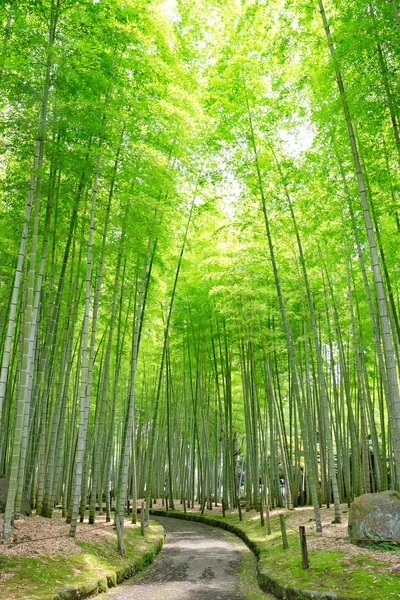 Japonca park ormanda bambu