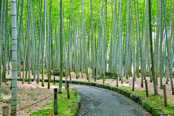 Bosque Bambú Parque Japonés — Foto de Stock