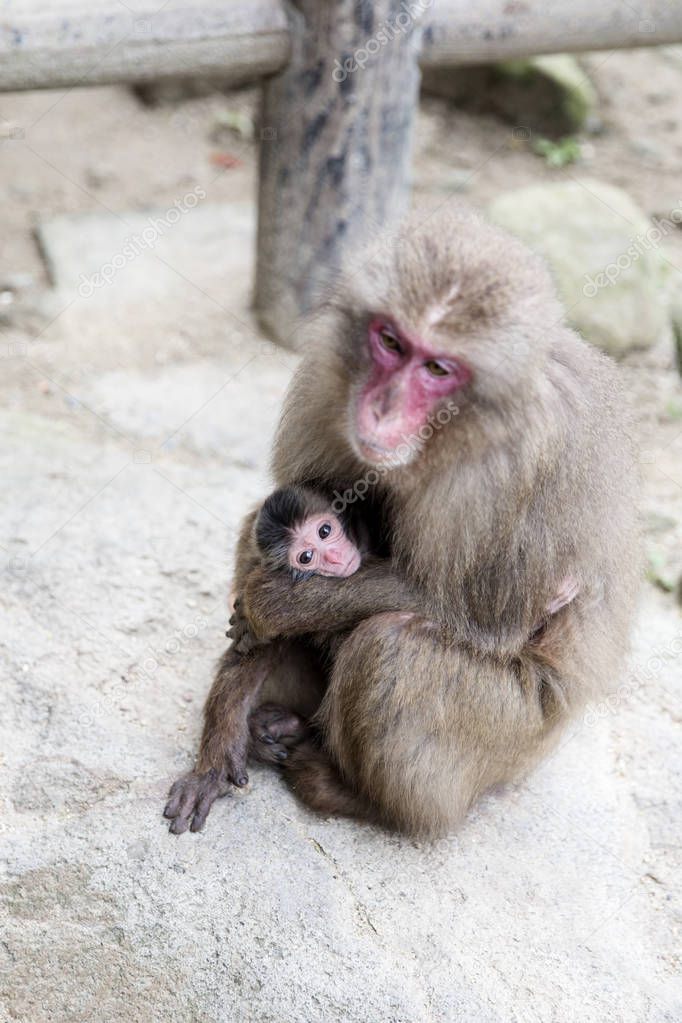 Mother and baby Japanese monkey