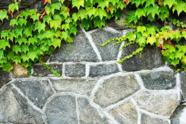 Boston Ivy kaplama taş duvar