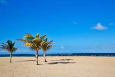 Pristine Caribbean beach in St. Kitts with palm trees and ocean background clipart