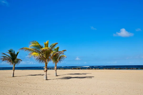 Palmiye ağaçları ve okyanus arka plan ile St. Kitts bozulmamış Caribbean beach