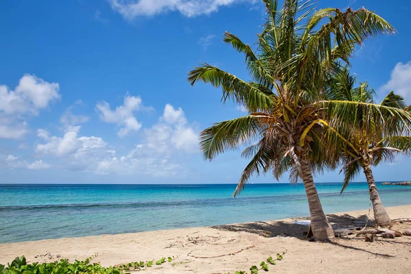Нетронутый Карибский Пляж Сент Китс Пальмами Океаном — стоковое фото