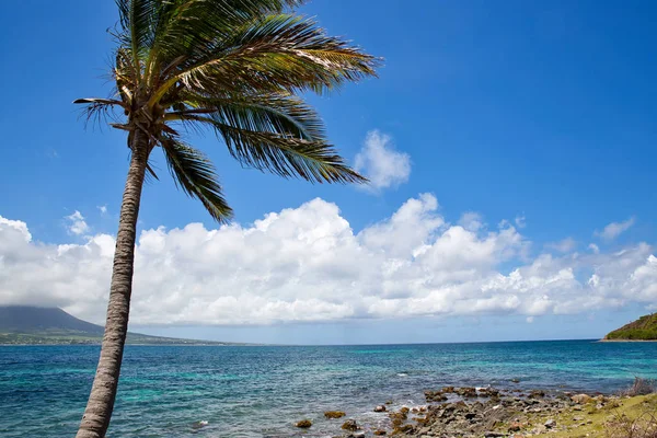 Nedotčené Pláže Karibiku Kitts Palmami Pozadím Oceánu — Stock fotografie