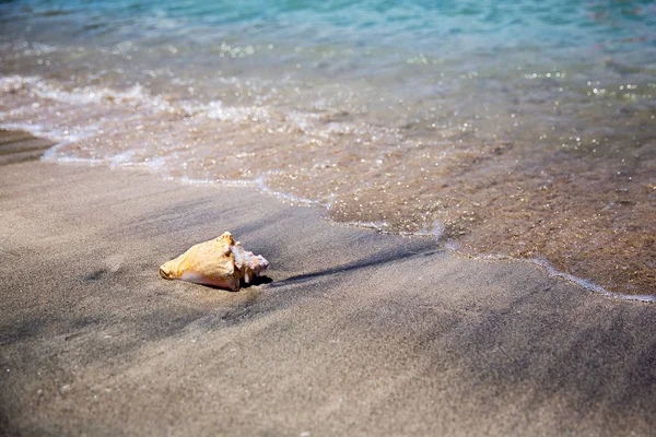 Single Conch Shell Black Sandy Beach Kitts — Stock Photo, Image