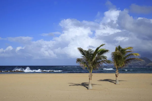 Pristine Caribbean Beach Kitts Palm Trees Ocean Background — Stock Photo, Image