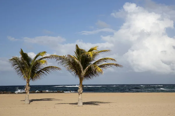 Pristine Caribbean Beach Kitts Palm Trees Ocean Background — Stock Photo, Image