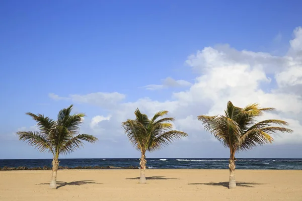 Pristine Caribbean Beach Kitts Palm Trees Ocean Background — Stock Photo, Image