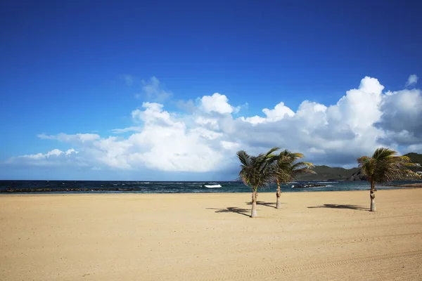 Praia Caribenha Imaculada São Cristóvão Com Palmeiras Fundo Oceânico — Fotografia de Stock