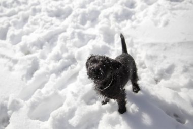 Karda oynarken minyatür Schnauzer köpek yavrusu