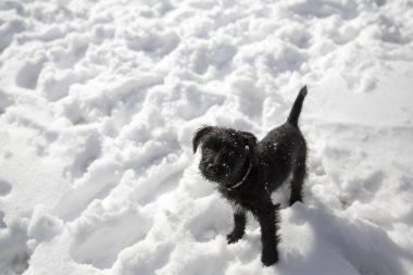 Karda oynarken minyatür Schnauzer köpek yavrusu