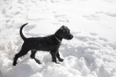 Karda oynarken minyatür Schnauzer köpek yavrusu