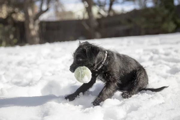 Miniature Schnauzer Puppy Playing Tennis Ball Snow — Stock Photo, Image