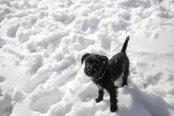 Miniature Schnauzer Puppy Playing Snow — Stock Photo, Image