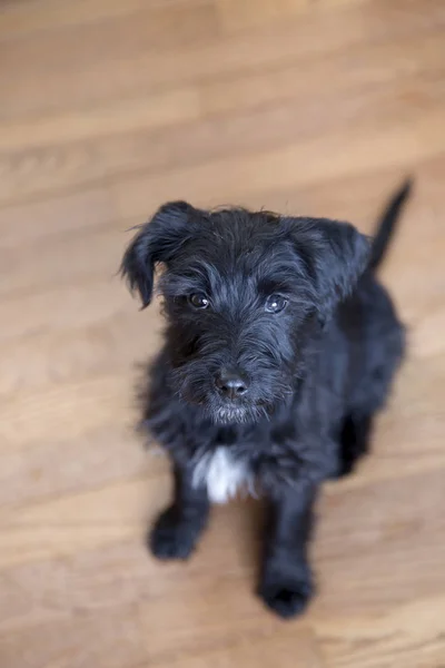 Miniature Schnauzer Puppy Sitting Wood Floor — Stock Photo, Image