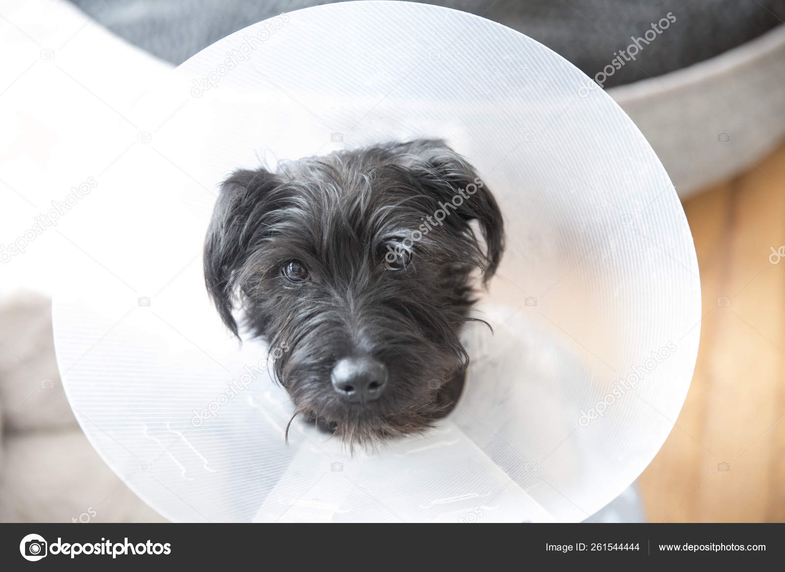 What Size Collar For Miniature Schnauzer