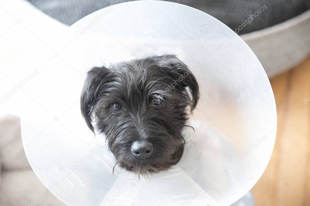 Miniature Schnauzer puppy wearing an e-collar