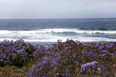 San Diego La Jolla tam çiçek bahar çiçeği