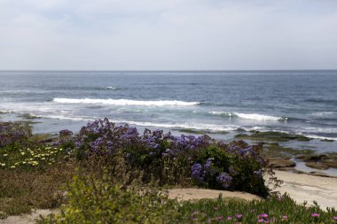 San Diego La Jolla tam çiçek bahar çiçeği