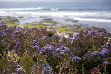 San Diego La Jolla tam çiçek bahar çiçeği