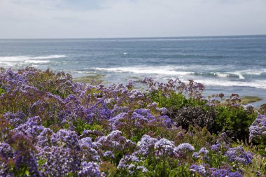 San Diego La Jolla tam çiçek bahar çiçeği