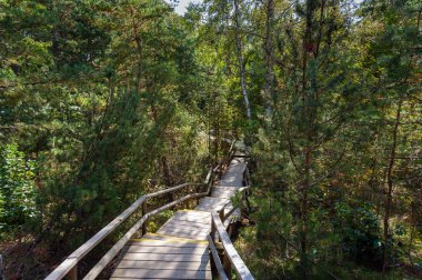 Tahta iz Letonya çam ağaçları arasında yürüyüş