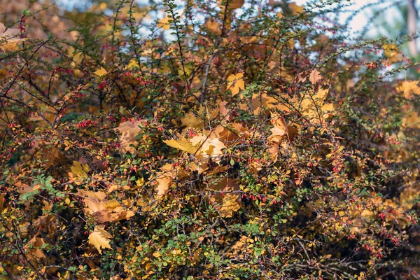 Sonbahar bush, akçaağaç ile kaplı bırakır