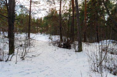 Kış orman tarafından kar kaplı beyaz dünya ile
