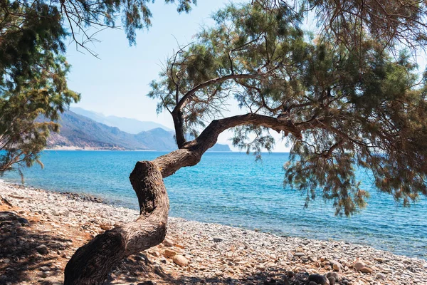 Palaiochora クレタ島 ギリシャで小石の海岸の近くの孤独な松の木 — ストック写真