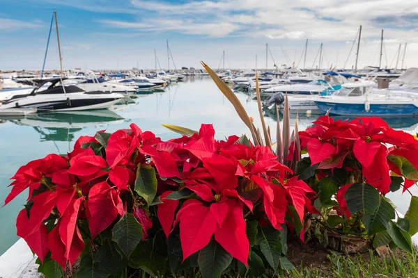 Flores Rojas Primer Plano Botes Motor Amarrados Fondo Puerto Banús — Foto de Stock