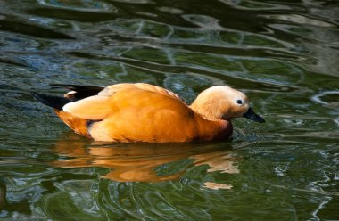 Kahverengi ördek suda