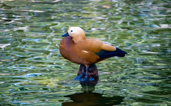 Hermosos Únicos Patos Colores —  Fotos de Stock