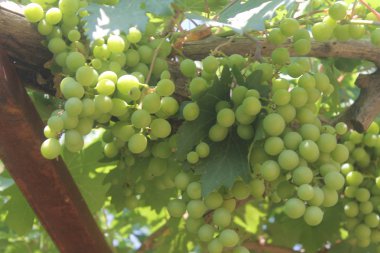 yeşil üzüm bahçeleri. olgunlaşmamış üzümler. yeşil yapraklı üzüm.