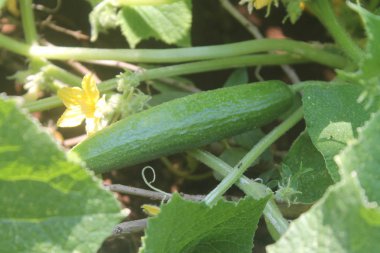 yeşil salatalık yaprakları. Salata -lık. yeşil salatalık yere koydu.