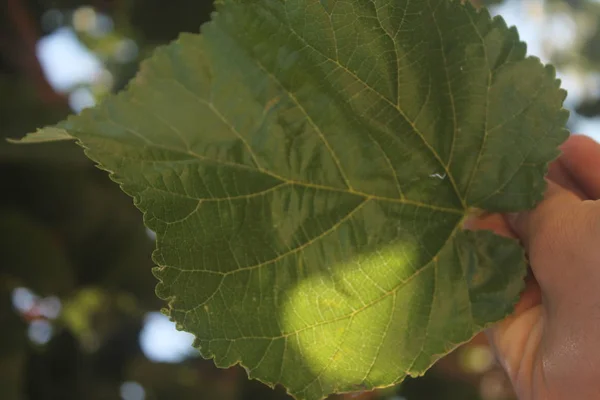 Foglia Gelso Verde Sfondo Foglia Gelso Verde Turchia Gaziantep Concetto — Foto Stock