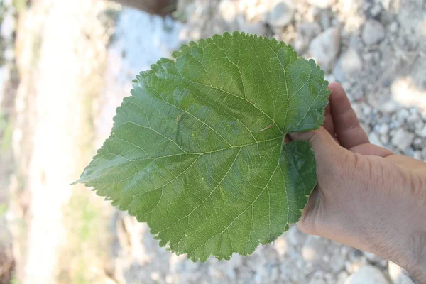 배경에 뽕나무 Gaziantep — 스톡 사진