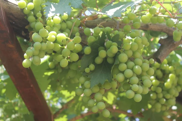 Green Grape Groves Immature Grapes Green Leafy Grapes — Stock Photo, Image