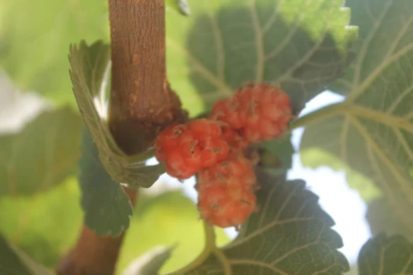 Red Orange Mulberry Green Mulberry Leaf Red Orange Mulberries Green — Stock Photo, Image