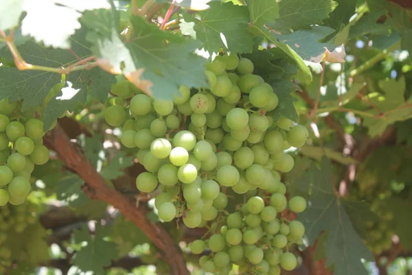 Zielonych Gajów Winogronowych Niedojrzałych Winogron Zielone Winogrona Liściaste — Zdjęcie stockowe