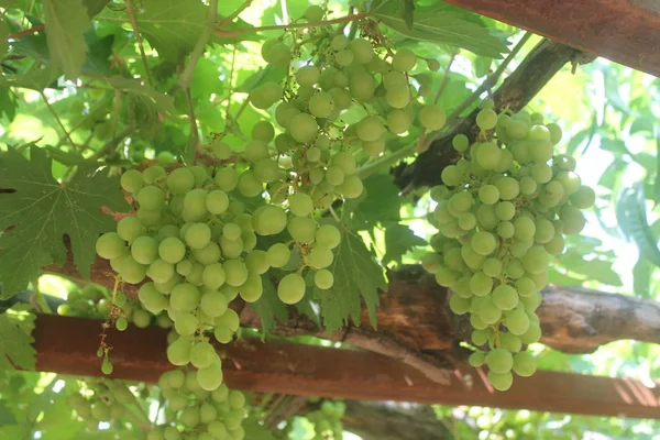 Green Grape Groves Immature Grapes Green Leafy Grapes — Stock Photo, Image