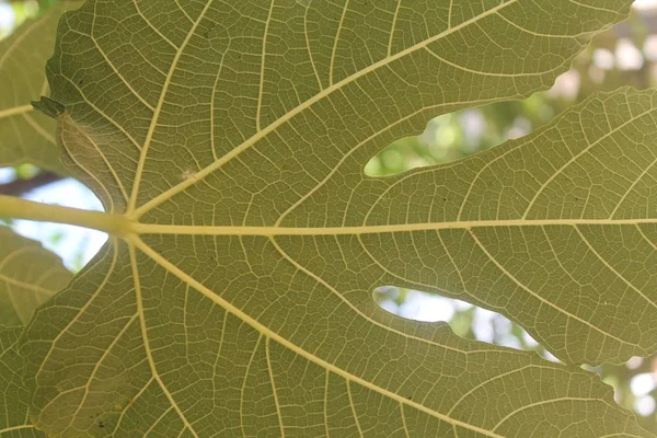 green fig leaf. green fig leaf on background