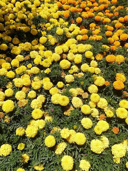 Fleurs Jaunes Plantées Dans Carré Des Arbres Milieu — Photo